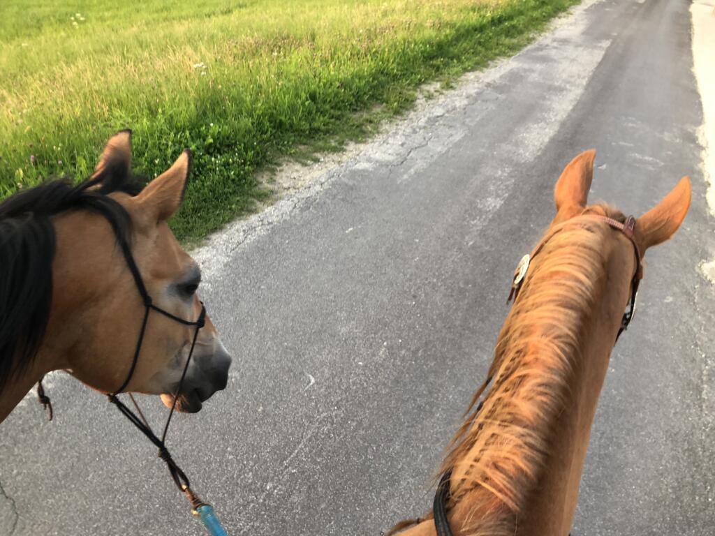 Ausgleichs­training mit den Pferden